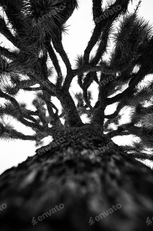 Preview: Low-angle black and white Joshua tree photograph highlighting its branches.