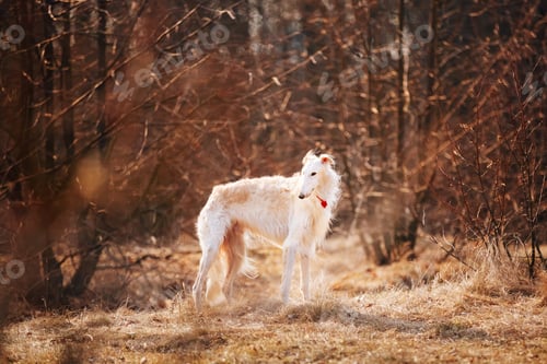 Preview: Dog Russian Borzoi Wolfhound Head , Outdoors Spring Autumn Time