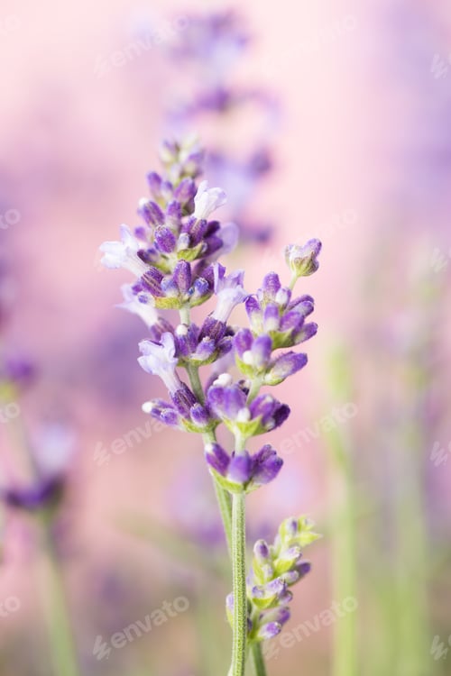 Preview: Lavender flowers.