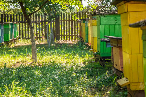 Preview: Colorful beehives in summer. Ecological and natural beekeeping.