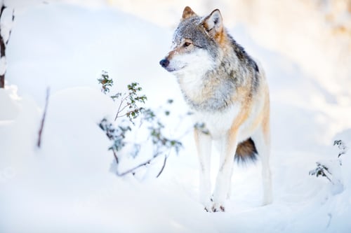 Preview: Wolf stands in beautiful winter forest