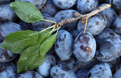 Preview: Plums - tasty and healthy plums straight from the garden