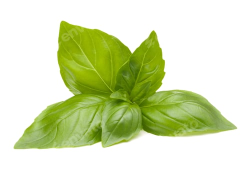 Preview: Sweet basil leaves