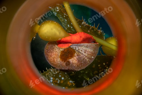 Preview: Bright orange kelp top snail