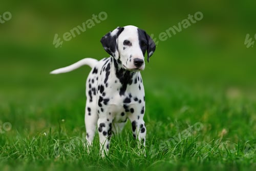 Preview: Dalmatian dog outdoors in summer