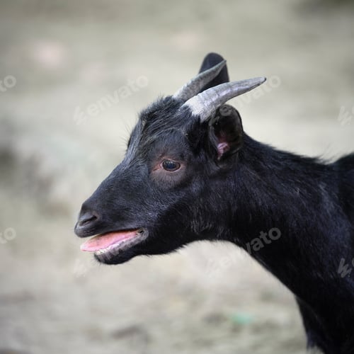 Preview: Black goat with smile portrait