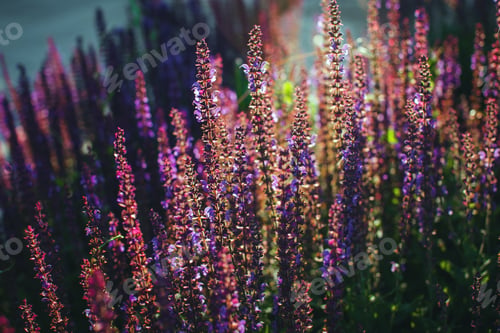 Preview: Purple Flowers Blooming on a Sunny Day