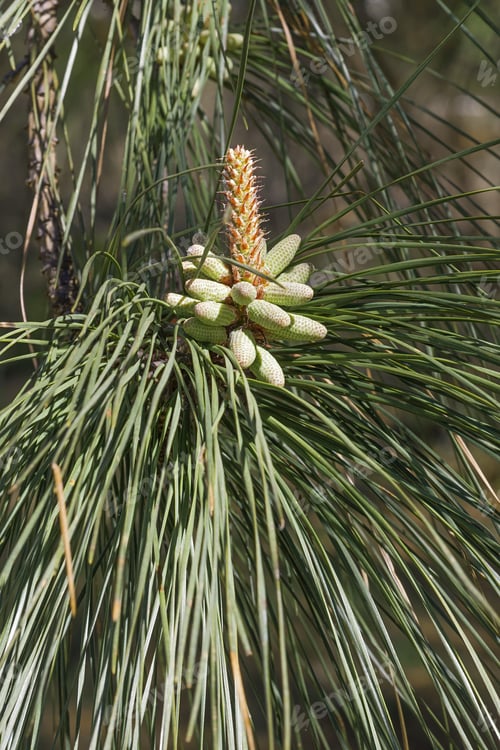 Preview: Loblolly Pine (Pinus Taeda). Called Bull Pine And Old-Field Pine Also. Pollen Cones