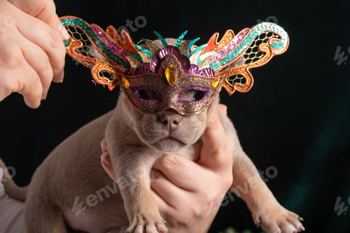 Preview: Little cute puppy in a carnival New Year's mask. Carnival for pets. family Christmas and New Year