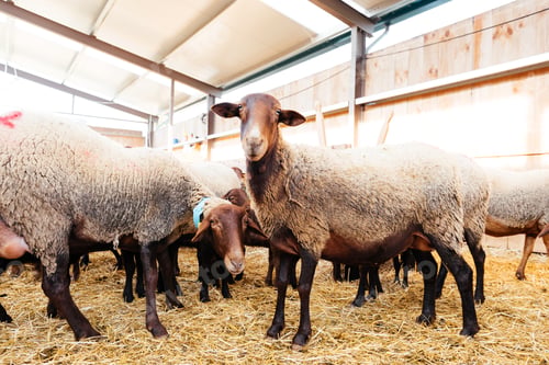 Preview: Flock of sheep in barn