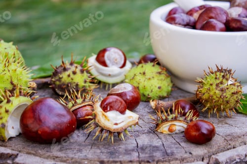 Preview: Extract and Horse Chestnut Fruits on a Wooden Stump. Natural Medicine