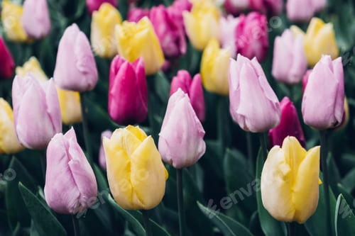 Preview: Tulip flowers.