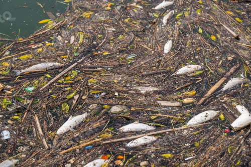 Preview: Waste in the water of the harbour area
