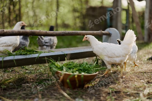 Preview: Young chickens and roosters eat organic feed from feeders on a green farm in nature without