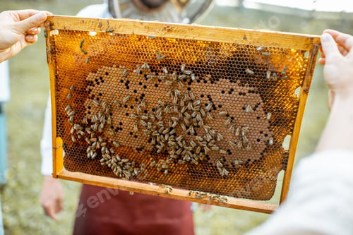 Preview: Beekeeper working with honeycombs