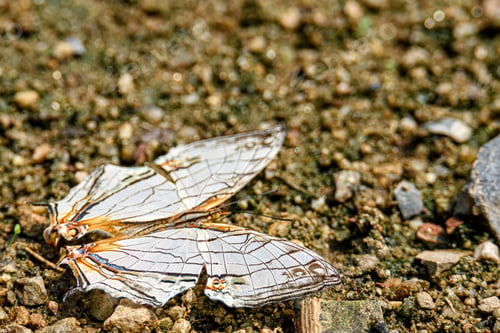 Preview: The common map butterfly is sucking food from wet ground