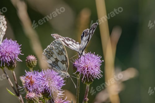 Preview: Close-up shot of a marbled white butterfly perched on a giant knapweed in the sunshine