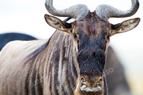 Preview: Wild Wildebeest in East Africa