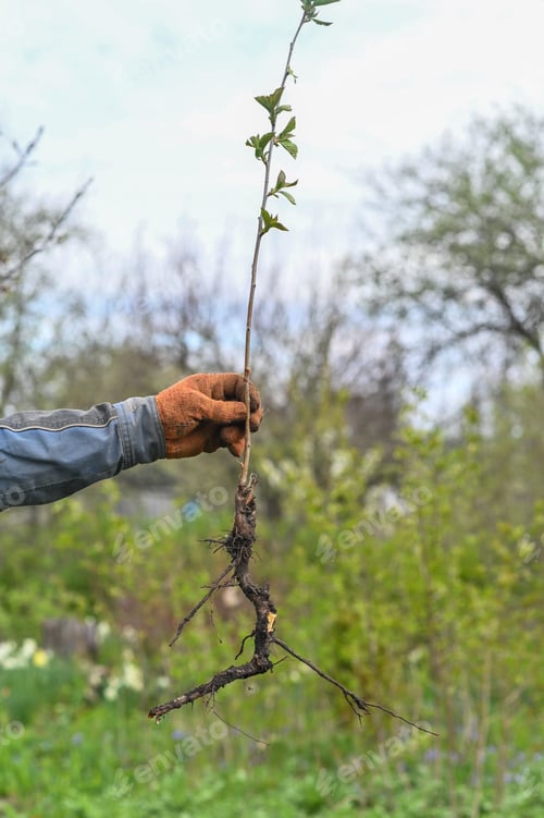 Preview: cherry seedling with a root in his hands.