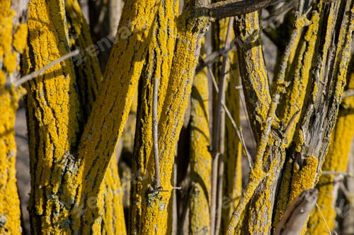 Preview: trunk of elder, yellow, abstract, lichens, close up