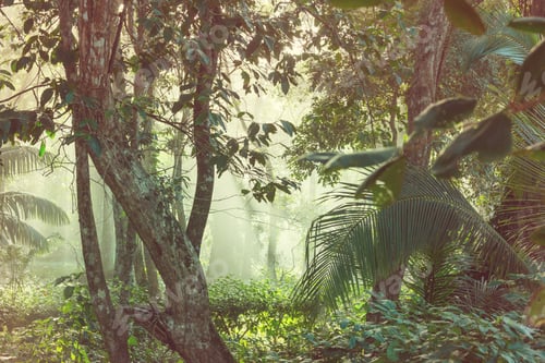 Preview: Jungle in Costa Rica