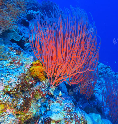 Preview: Colorful sea life underwater, shallow underwater seascape