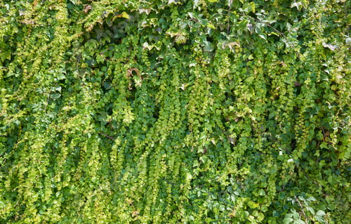 Preview: Overgrown Wall With A Single Lantern