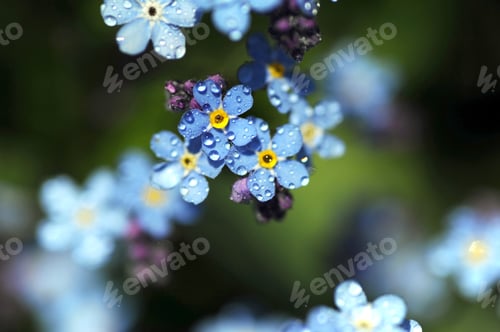 Preview: Blue spring flowers