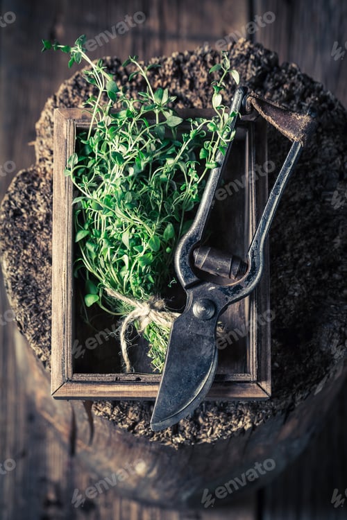 Preview: Freshly harvested thyme with old garden pruning scissors