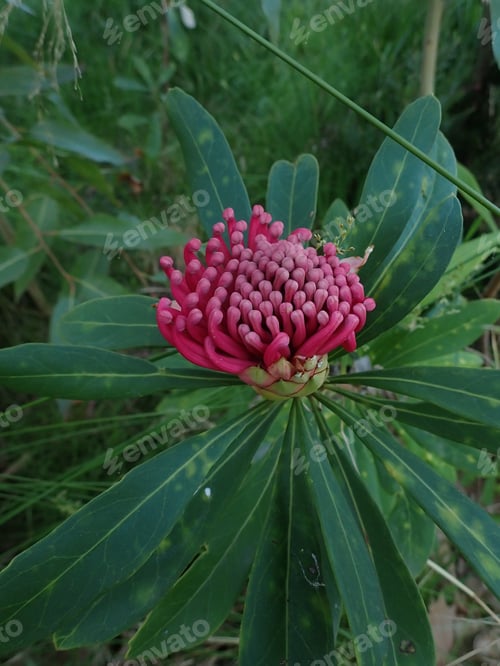 Preview: Vertical shot of the Telopea Mongaensis plant in the garden