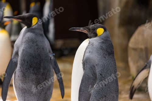 Preview: Penguin in the zoo park
