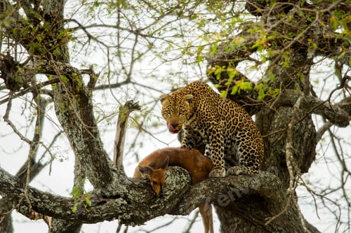 Preview: Leopard in a tree with its prey, Serengeti, Tanzania, Africa