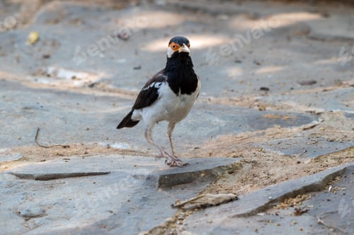 Preview: Sturnus contra, The Indian pied myna