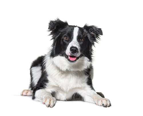 Preview: border collie panting, lying down, isolated on white