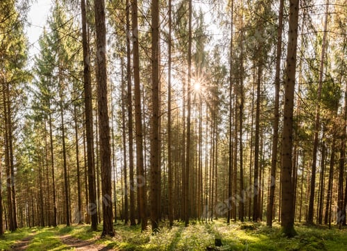 Preview: Beautiful green forest panorama with sun rays coming through