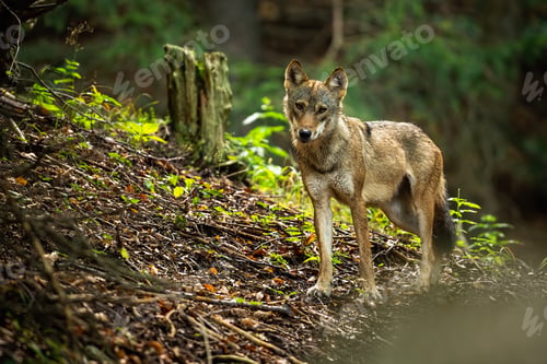 Preview: A lovely grey wolf, canis lupus, on the forest slope in summer