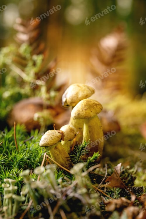 Preview: Fairy tale ambiance magical autumn forest background