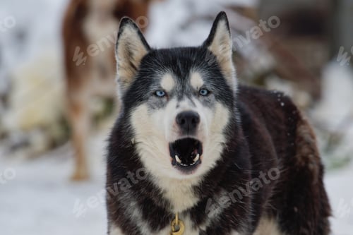 Preview: Siberian Husky dog portrait