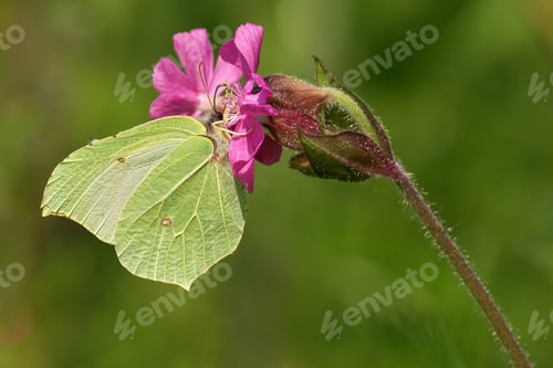 Preview: Macro shot of brimstone on flower with grass backdrop