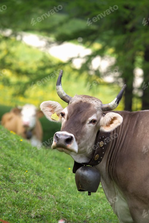 Preview: Portrait of cow wearing cow bell looking at camera, Swiss Alps, Switzerland
