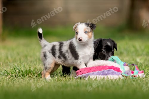 Preview: Border collie puppy dog playing with toy on green grass at the backyard