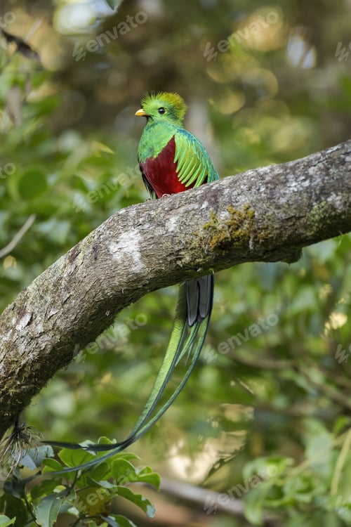 Preview: Colorful resplendent quetzal sitting on a scrub in cloud forest at sunset