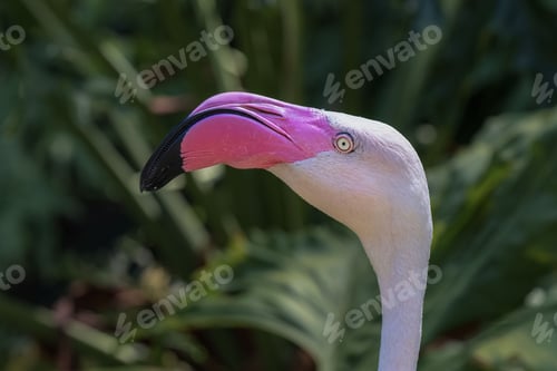 Preview: Head shot of a flamingo with bokeh background