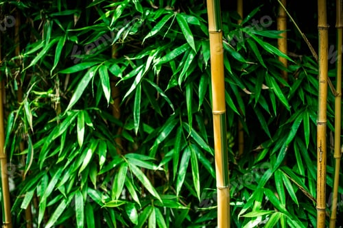 Preview: Green leaves