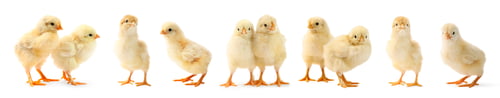 Preview: Cute fluffy chicks on white background. Baby animals