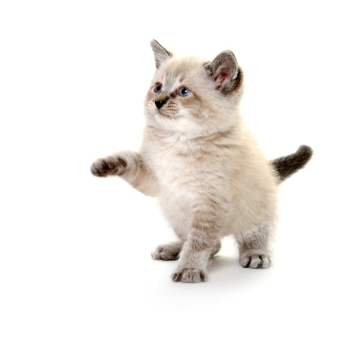 Preview: cat, kitten, pet, isolate