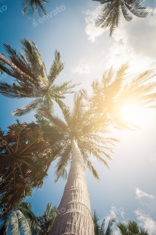 Preview: Palm Trees Sun Light Hot Equator Nature Landscape Tropical Background Holiday Travel Design Toned