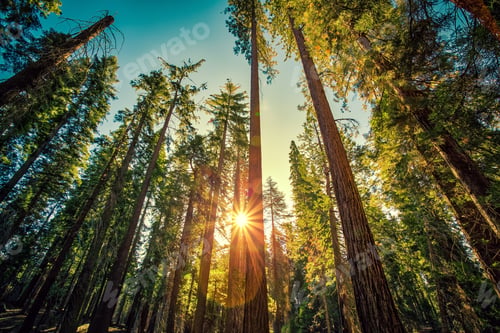 Preview: Forest Of Sequoias In The Mariposa Grove At Yosemite National Park In California