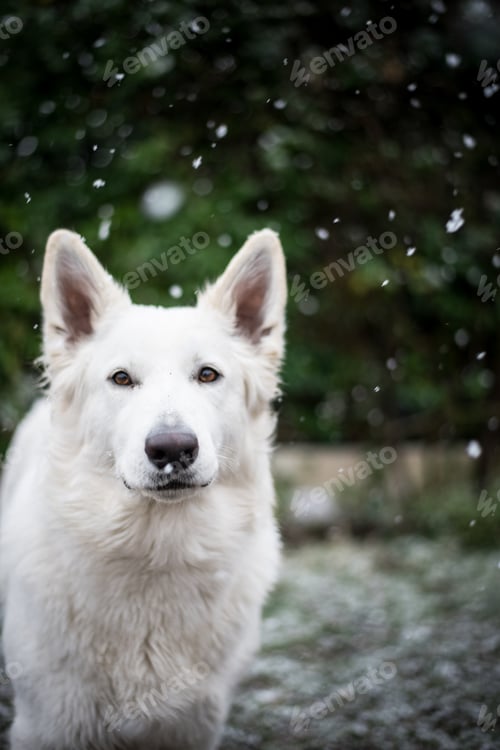 Preview: Dog in the snow