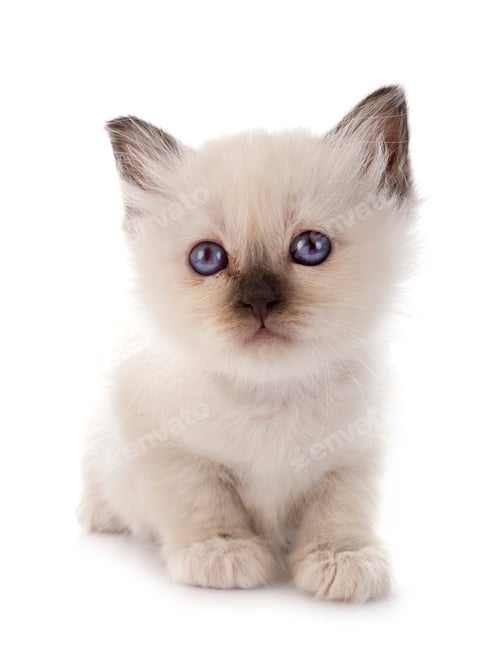 Preview: birman kitten in studio